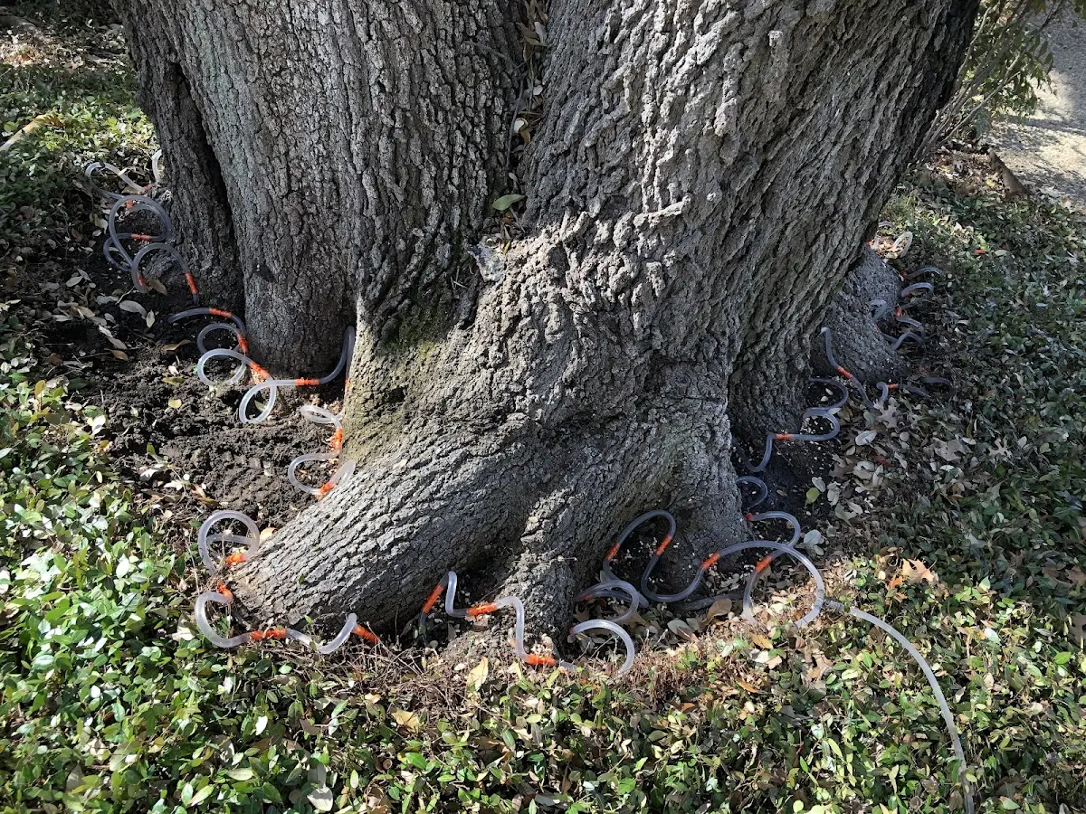 Detailed Tree Cabling and Bracing job site in Sheep Springs